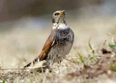 鳥類図鑑・ツグミ